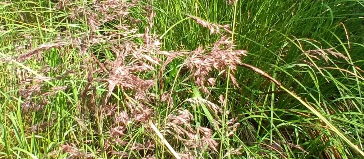 Purple small-reed