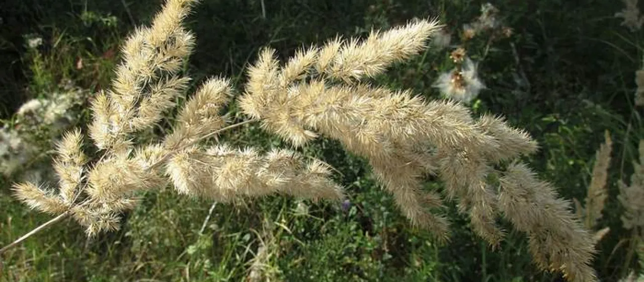Wood small-reed