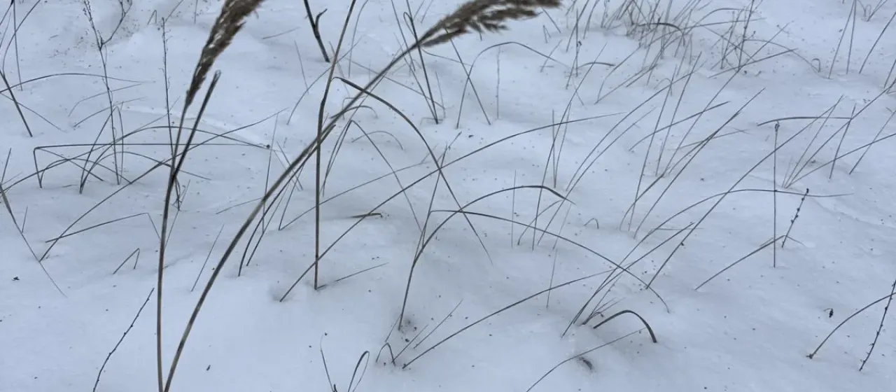 Wood small-reed
