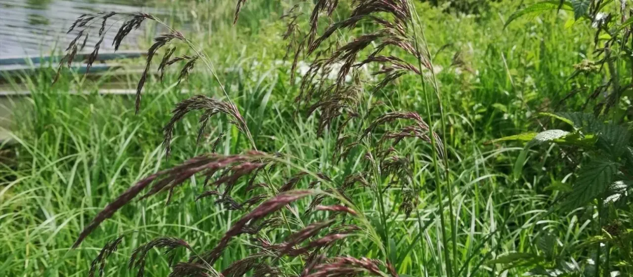 Purple small-reed