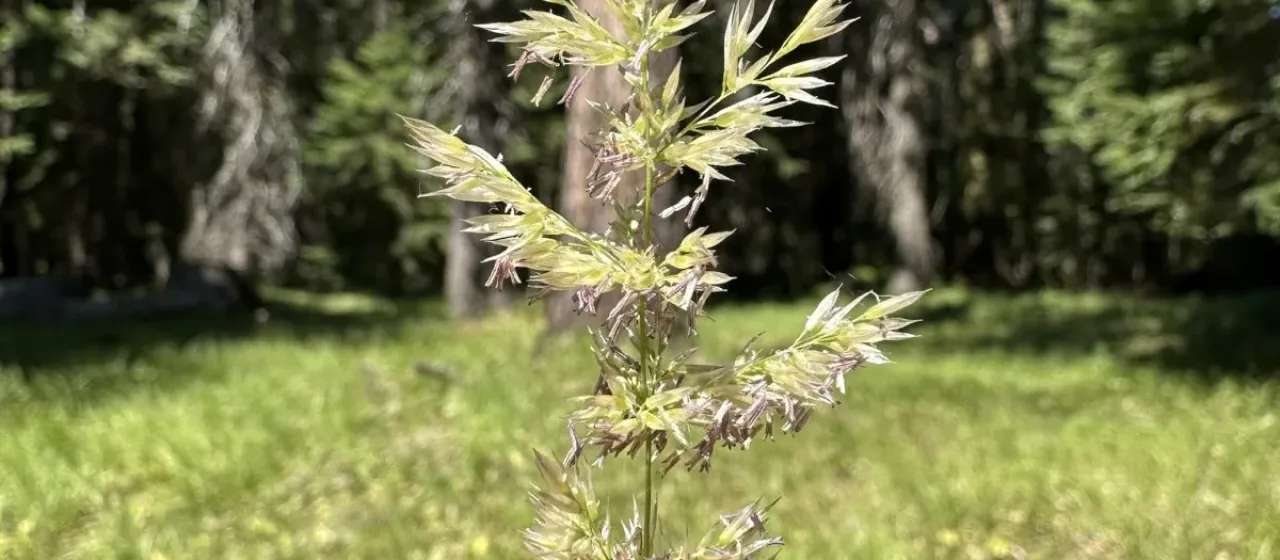 Reedgrass