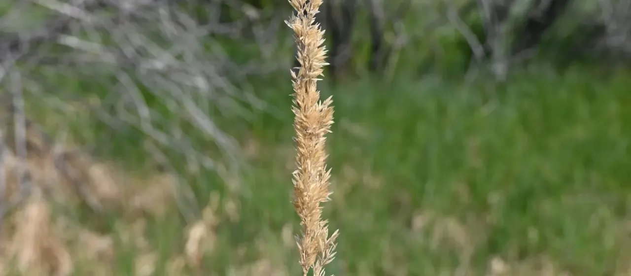 Slimstem reedgrass