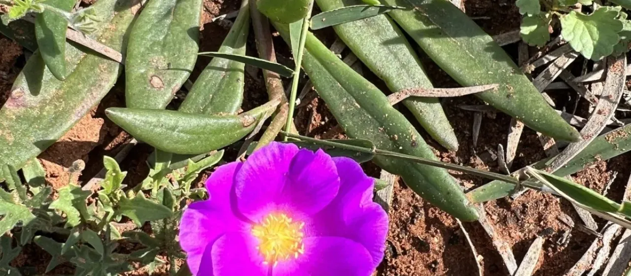 Calandrinia balonensis