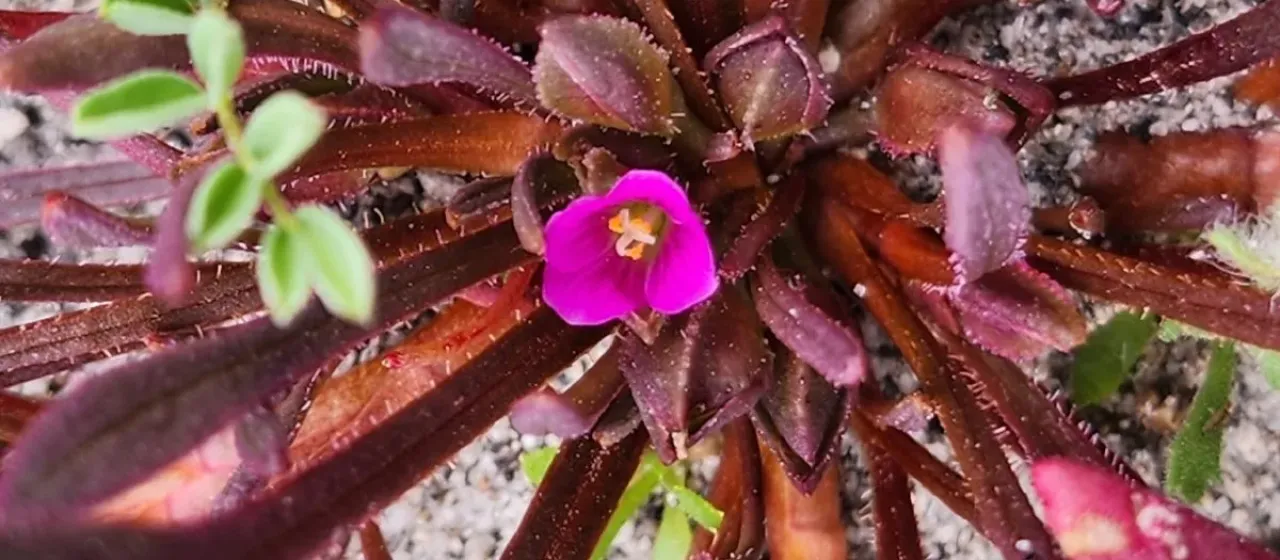 Calandrinia micrantha