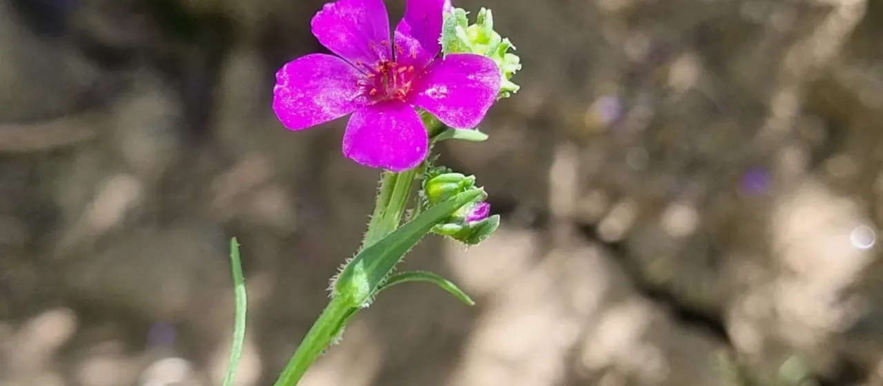 Calandrinia compressa
