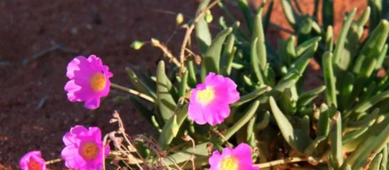 Calandrinia polyandra