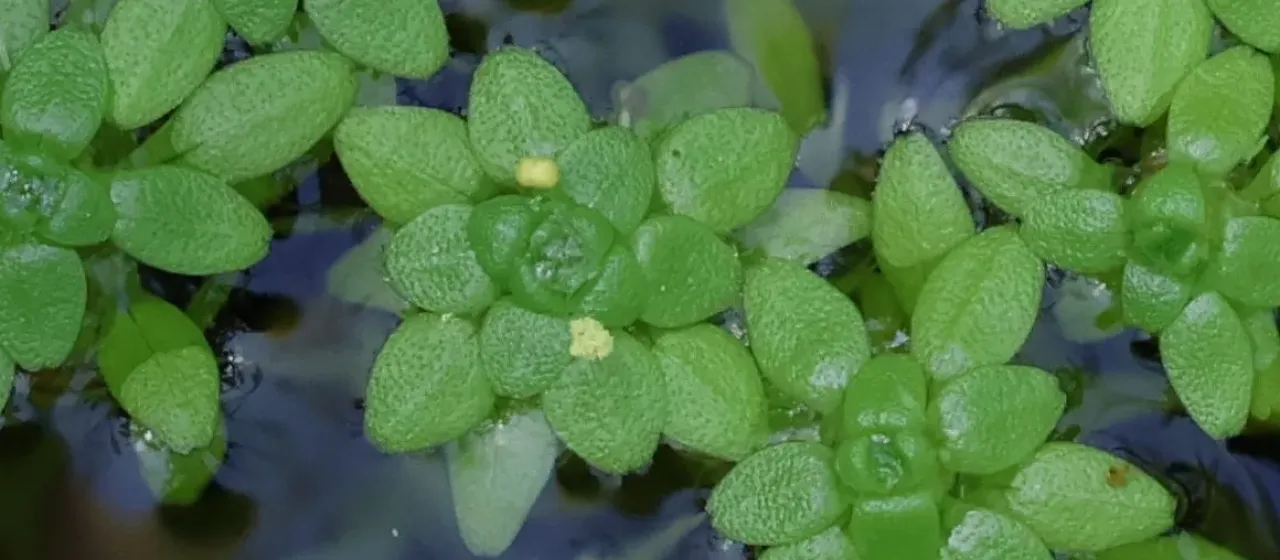 Short-fruited water-starwort