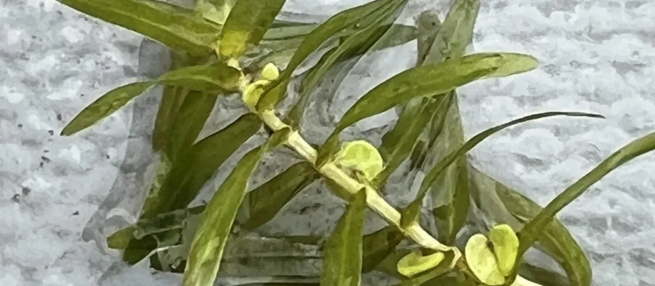 Autumnal water-starwort