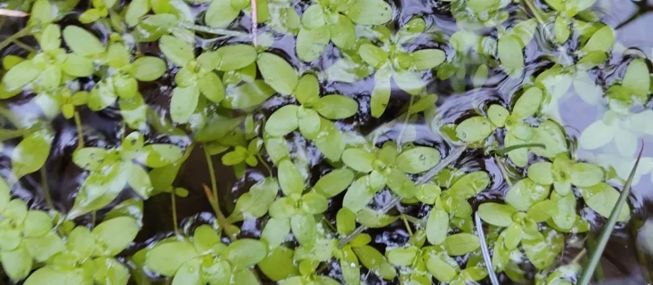 Water starwort