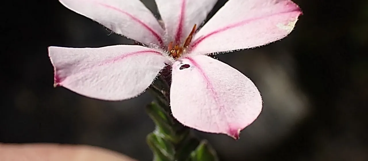 Acmadenia tetragona