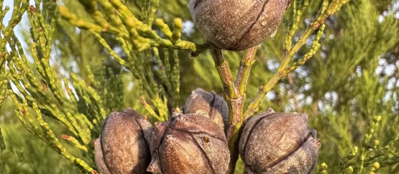Black Cypress Pine