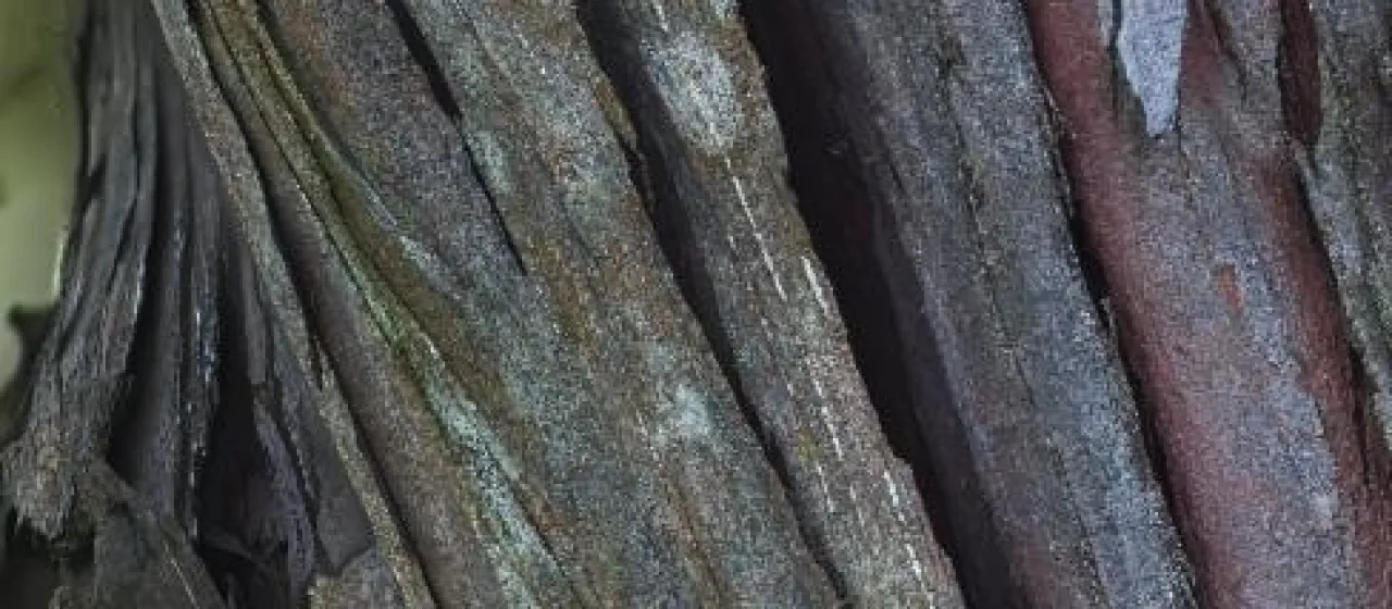 Stringybark Pine