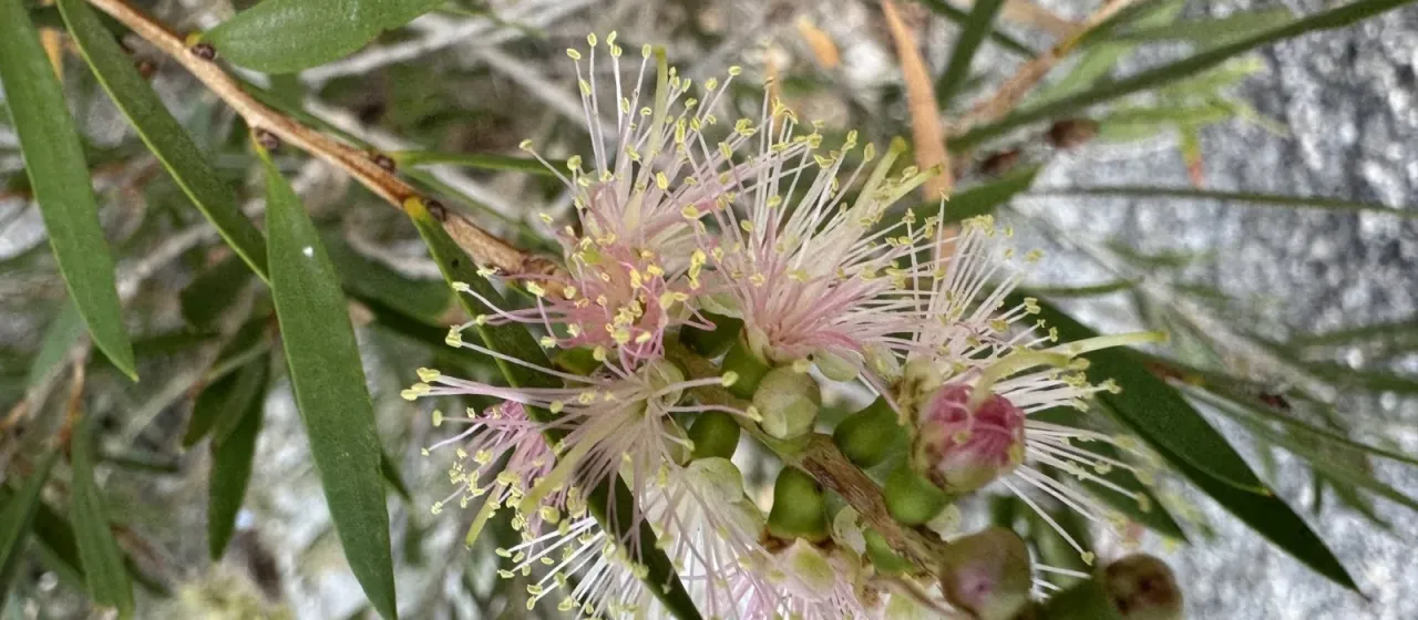 Melaleuca paludicola