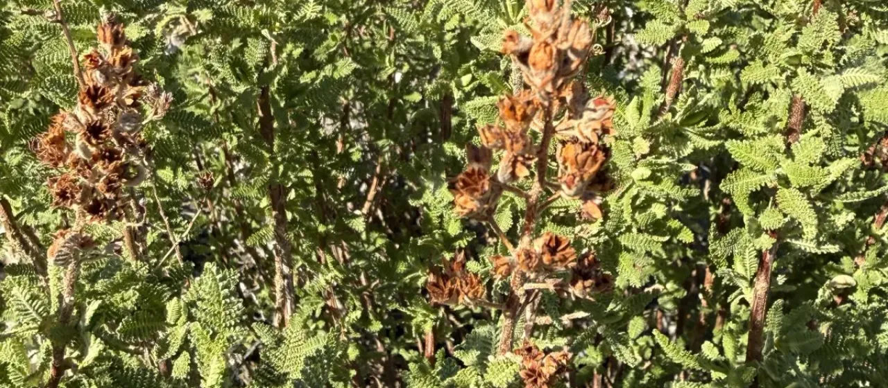 Fernbush