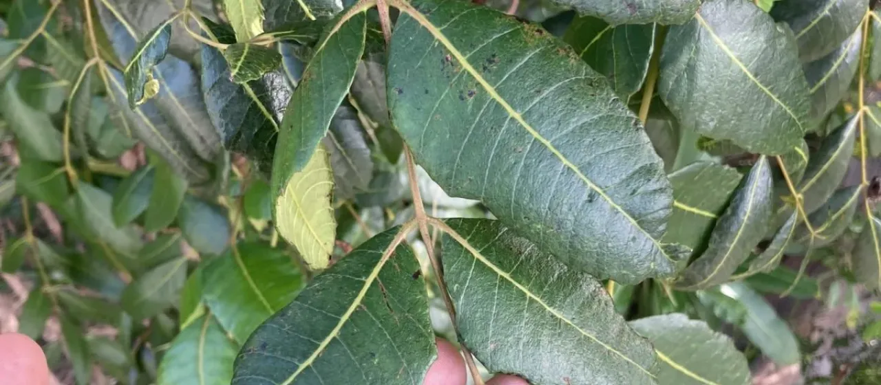 Comocladia dentata