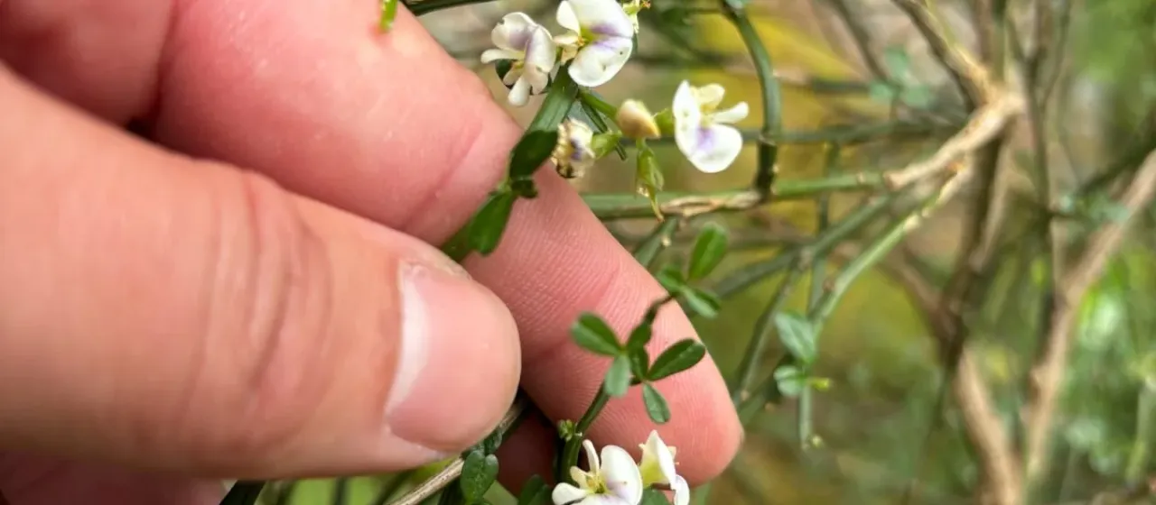 Carmichaelia grandiflora