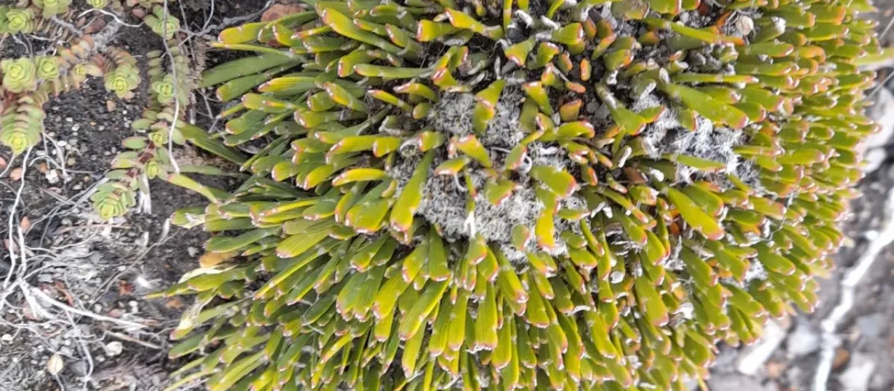 Carmichaelia orbiculata
