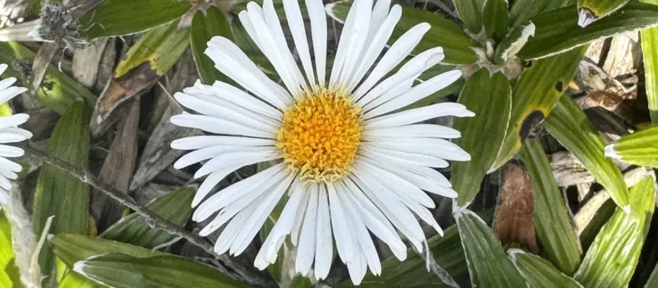 Cotton plant