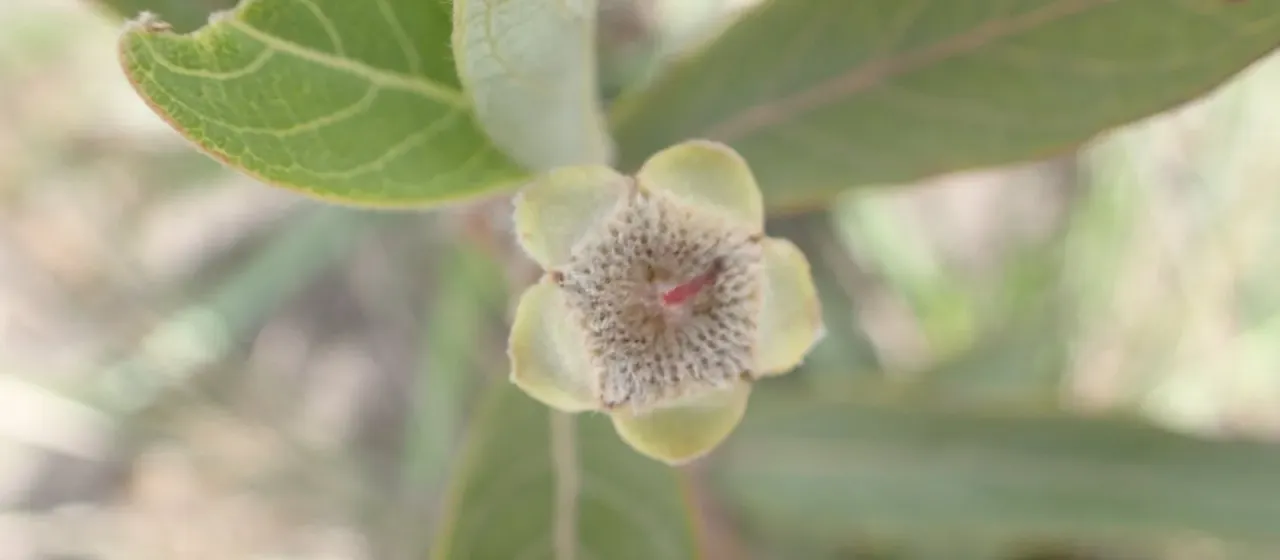 Campomanesia pubescens