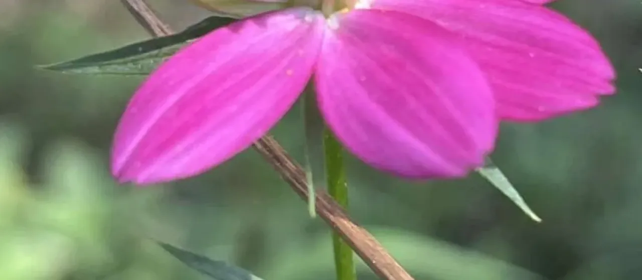 Cosmos caudatus