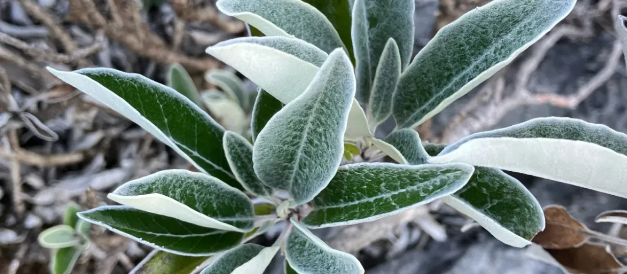 Брахиглоттис лаксифолия