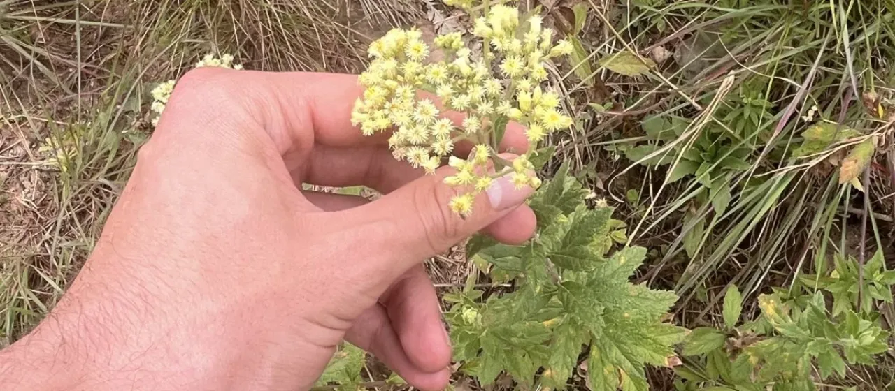 Conyza pyrrhopappa