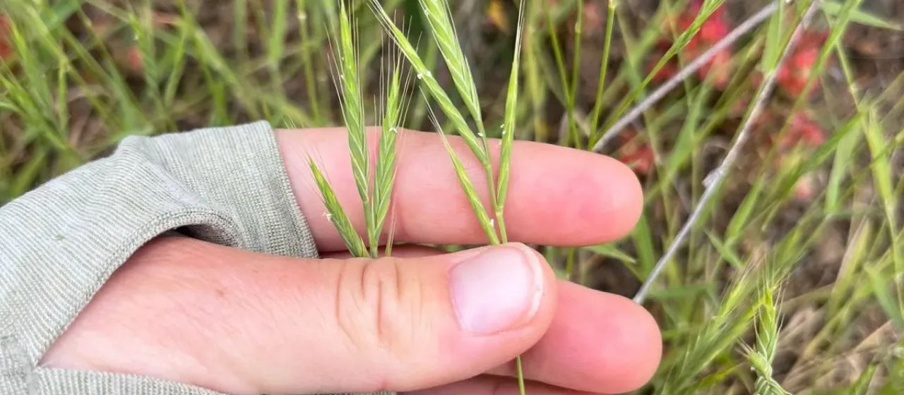 Purple false brome