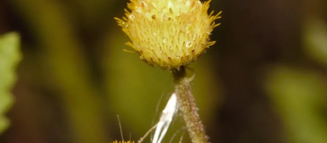 Conyza ulmifolia