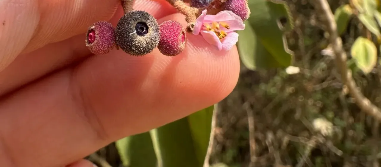 Conostegia xalapensis