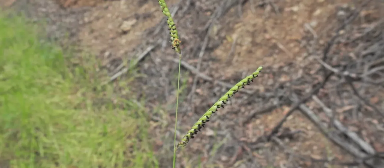 Brachiaria (Trin.) Griseb.