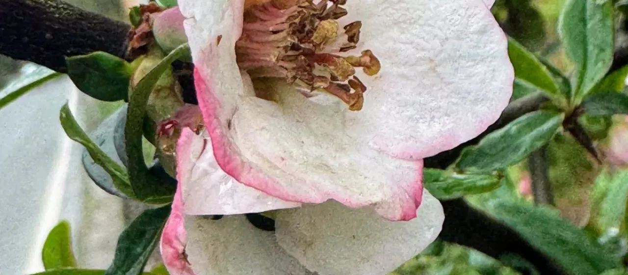 Cathay quince