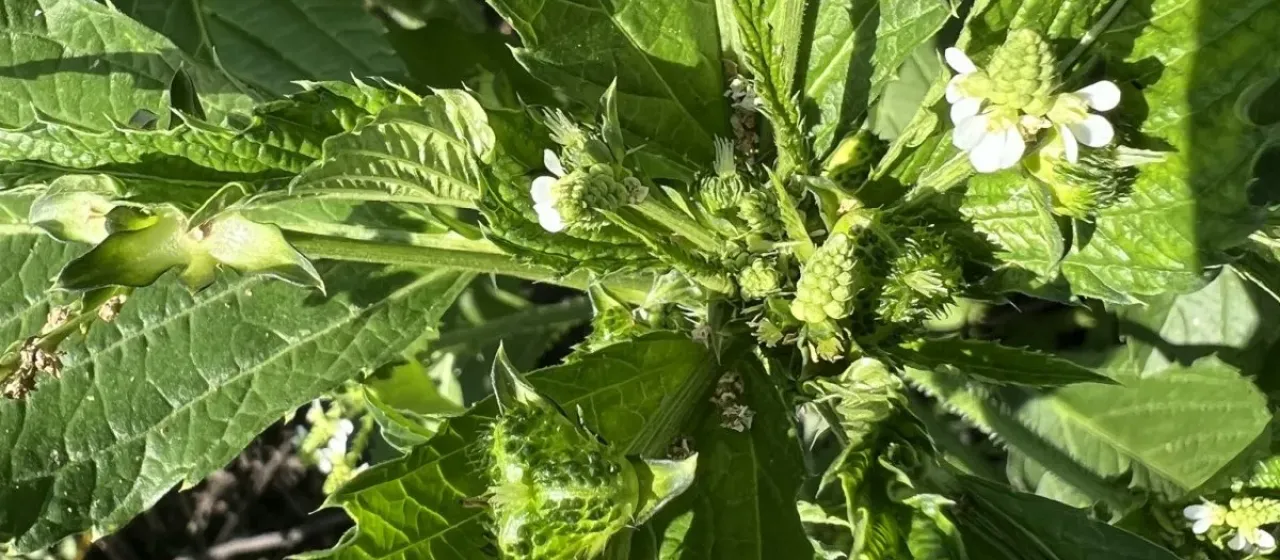 Caperonia fistulosa