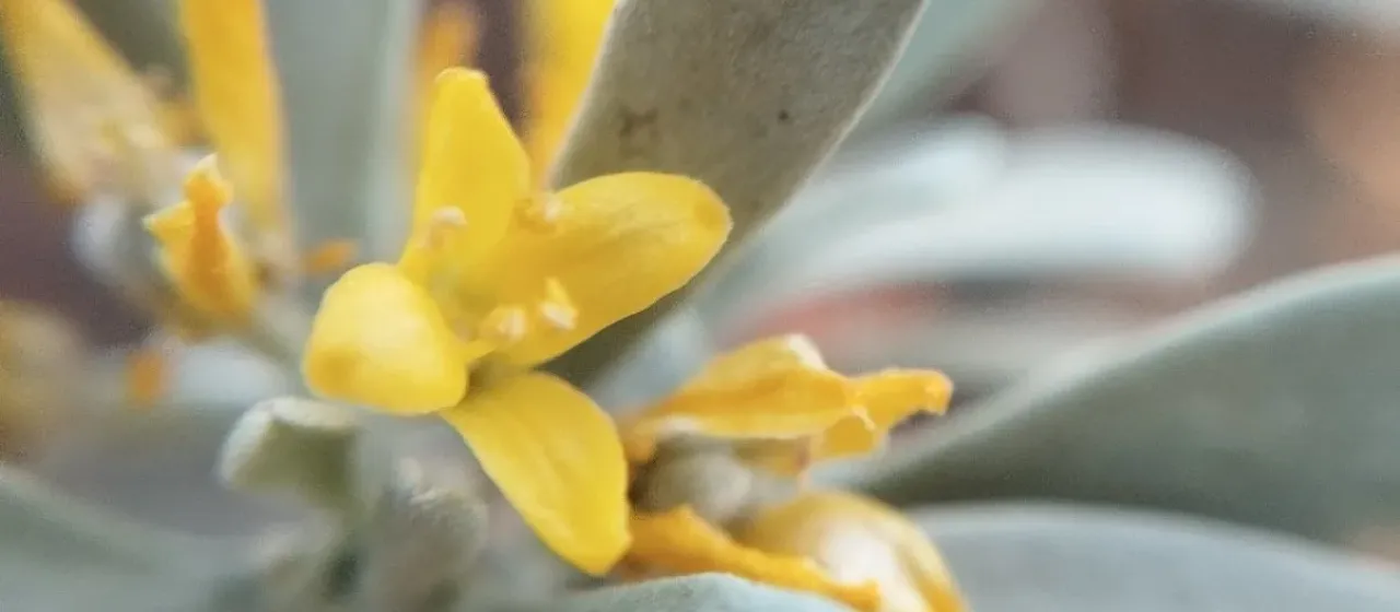 Cneorum pulverulentum