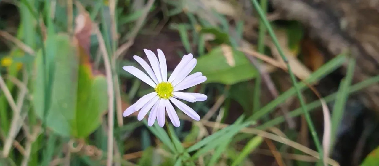 Brachyscome angustifolia