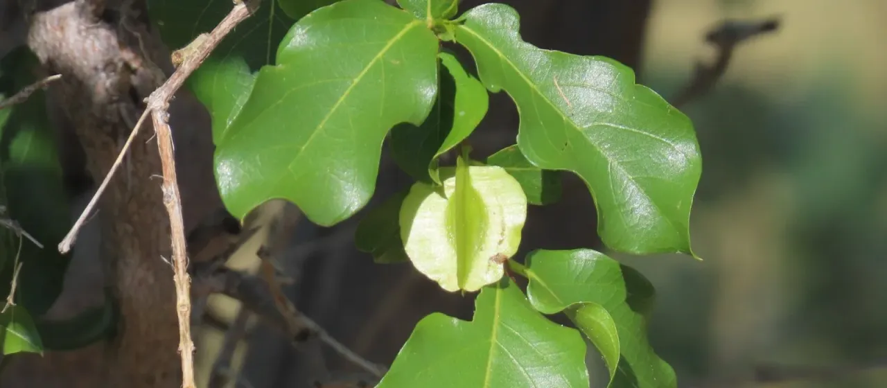 Combretum apiculatum