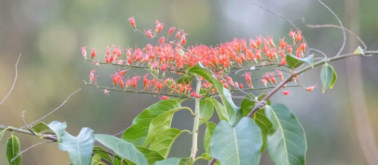 Scarlet bushwillow