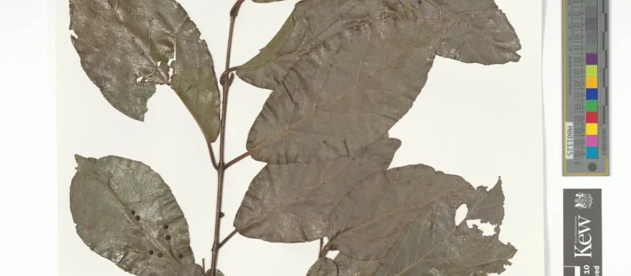 Combretum nigricans