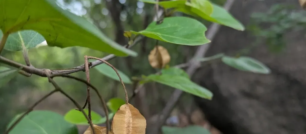 Combretum ovalifolium
