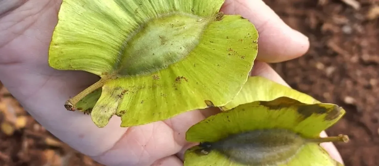 Combretum zeyheri