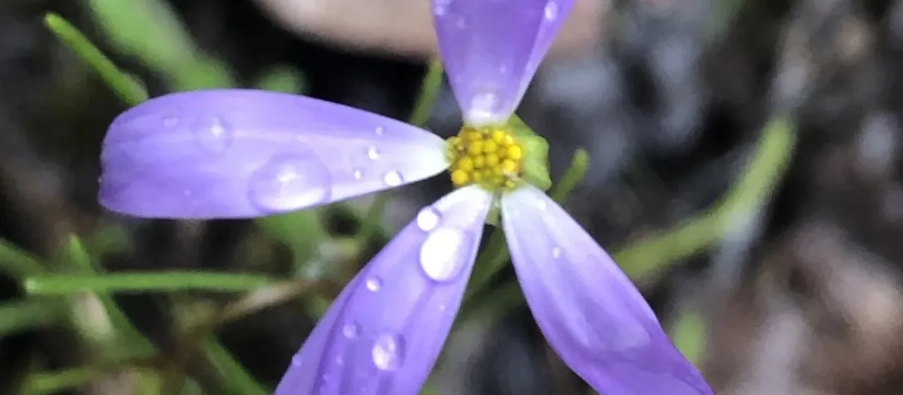 Swan River daisy