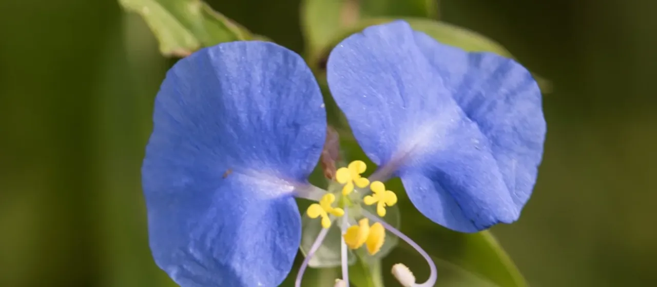 Commelina erecta