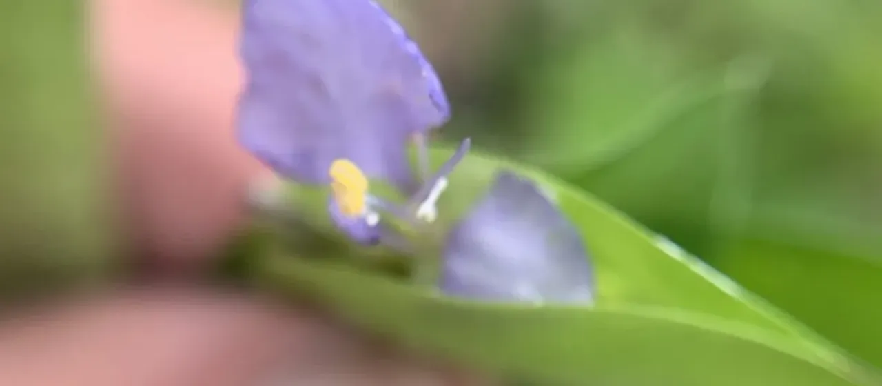 Commelina pallida