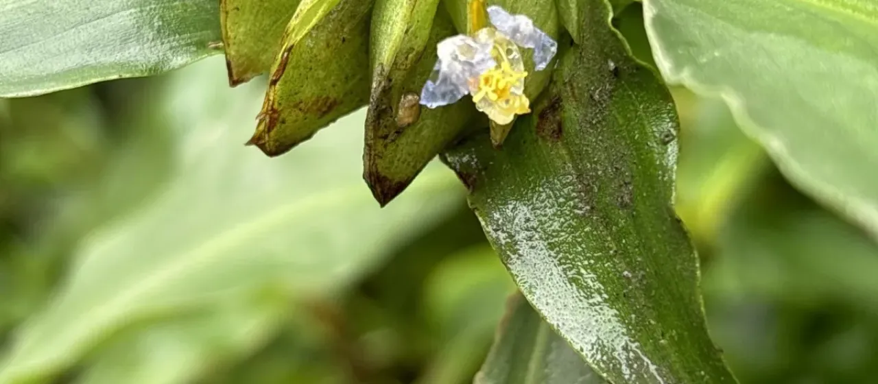 Commelina paludosa