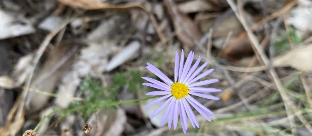 Cut-leaf daisy
