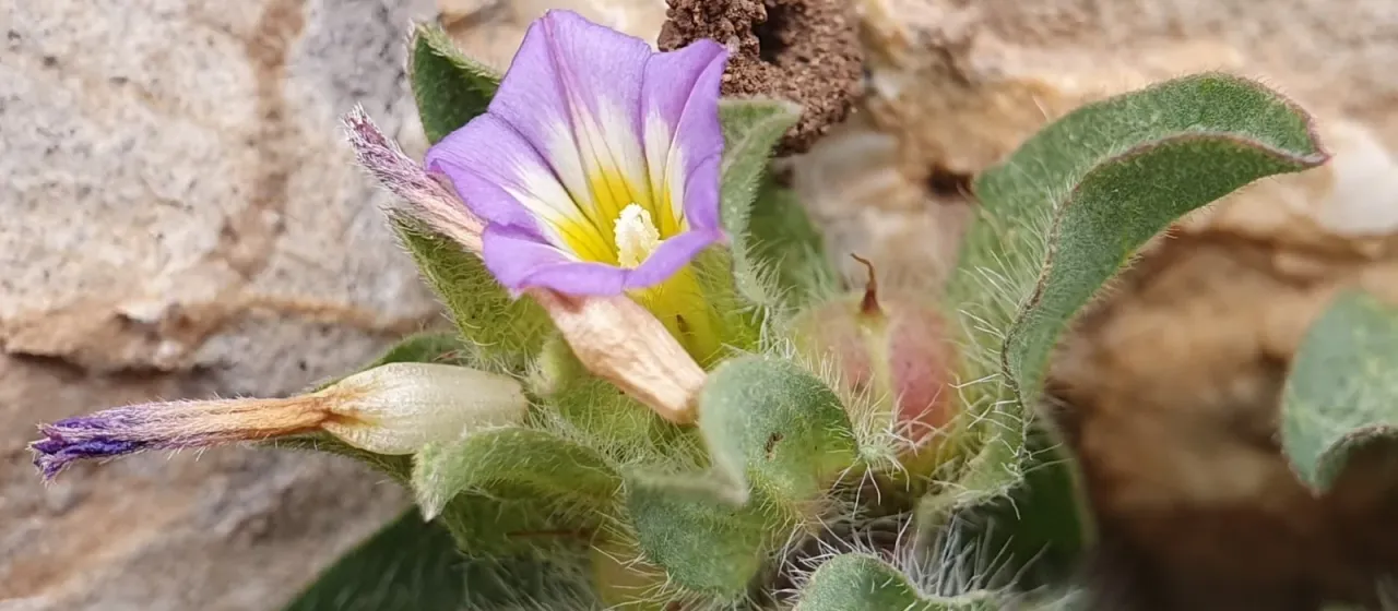 Convolvulus humilis