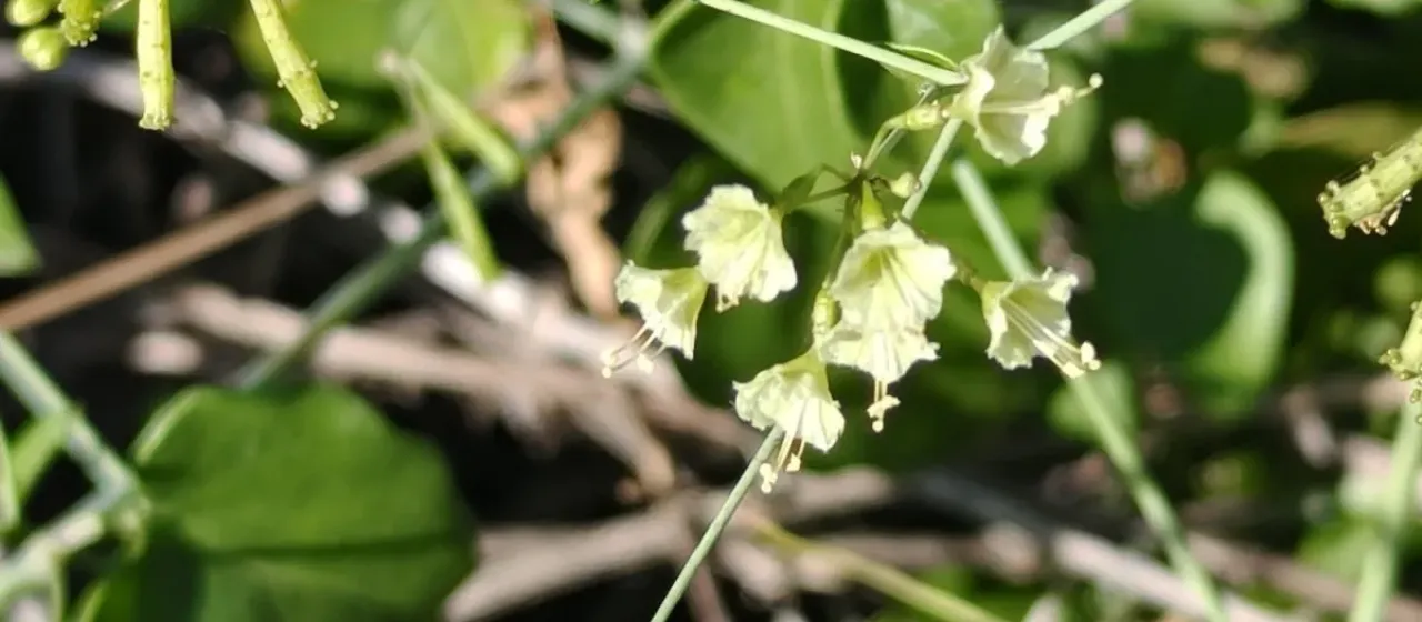 Commicarpus scandens