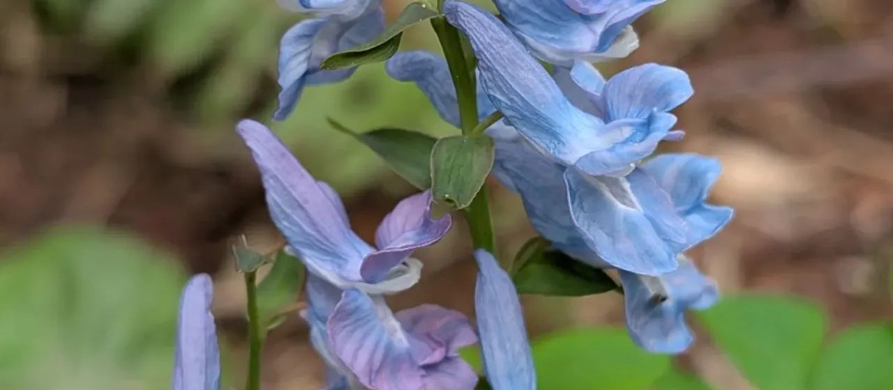 Corydalis ambigua