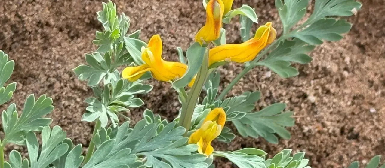 Golden corydalis