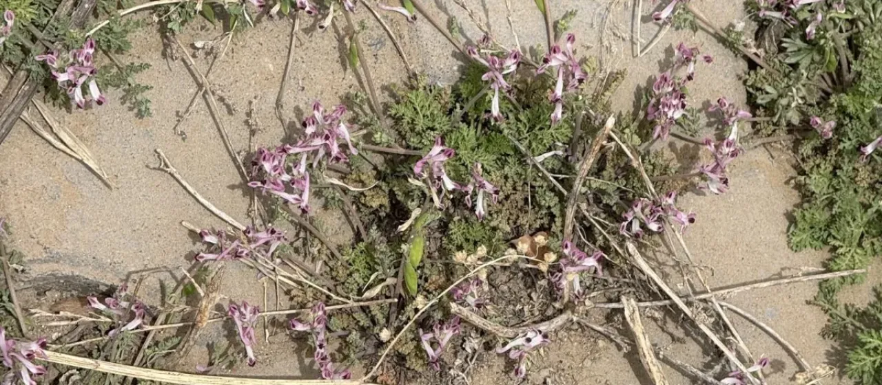 Bunge's corydalis