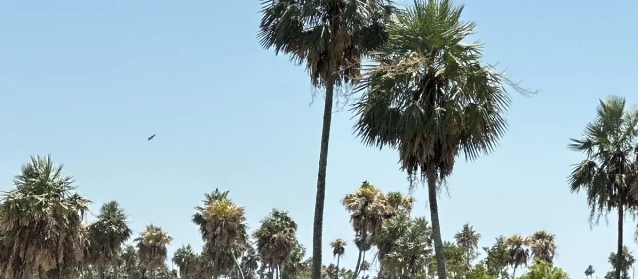 Caranday palm